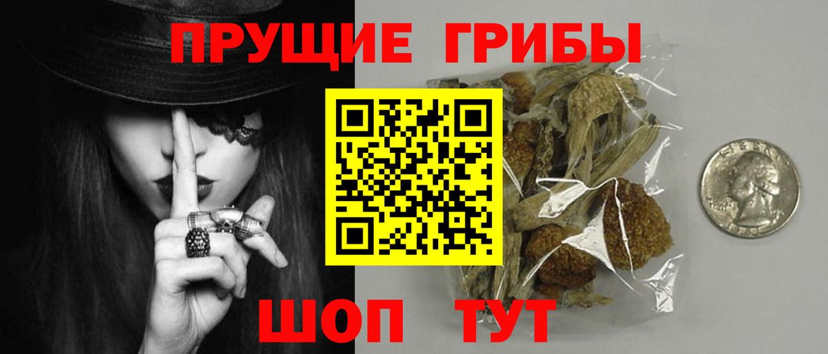 Галлюциногенные грибы Psilocybine cubensis Саяногорск